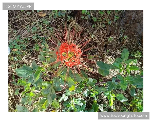 村上里沙经典作品全集深度回顾与情感表达之美的完美呈现