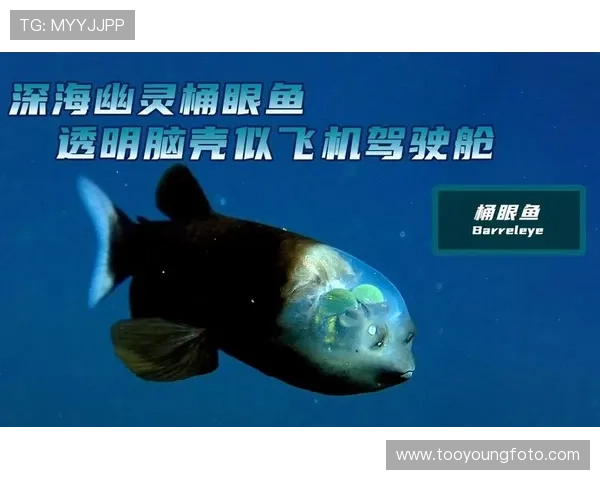 绿鱼：窥探神秘深海的翡翠之眼
